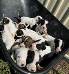 Chunky Bull Arab Puppies 🐶 