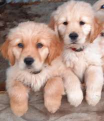 Puppies